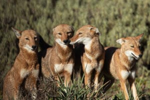 Fraterie de loup d'Ethiopie