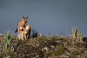 Deux loups d'Abyssinie sous un ciel orageux en Ethiopie