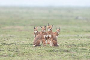 Adultes Loup d'Abyssinie Loup d'Ethiopie Ethiopian wolf Canis simensis attentifs