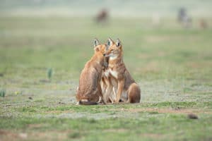 canis-simensis-loup-d-abyssinie-parc-national-des-montagnes-de-bale-stage-photographie-animaliere-adrien-lesaffre-photographe-rare-experience-immersion-aventure-specialiste-loup-d-ethiopie-engage-conservation-livre