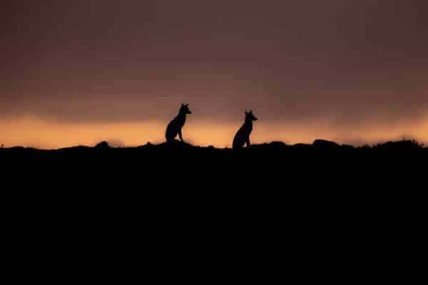 canis-simensis-loup-d-abyssinie-parc-national-des-montagnes-de-bale-stage-photographie-animaliere-adrien-lesaffre-photographe-rare-experience-immersion-aventure-specialiste-loup-d-ethiopie-engage-conservation