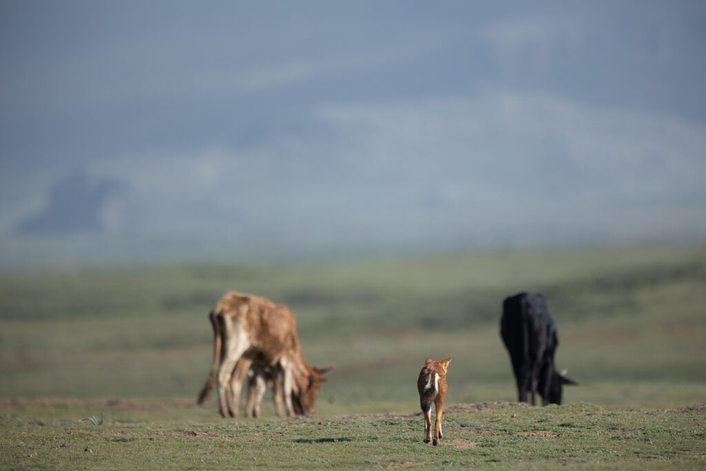 Un loup d'ethiopie chassant au mileiu du bétail sur les hauts plateaux ethiopiens