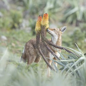 Right for pictures Wolf & flowers