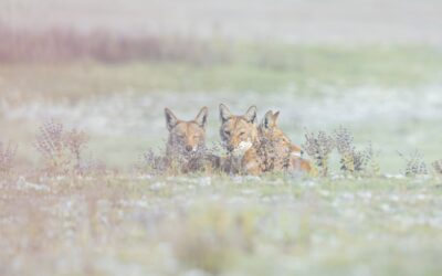 Loup d&rsquo;Ethiopie, Magie et Mystère d&rsquo;automne