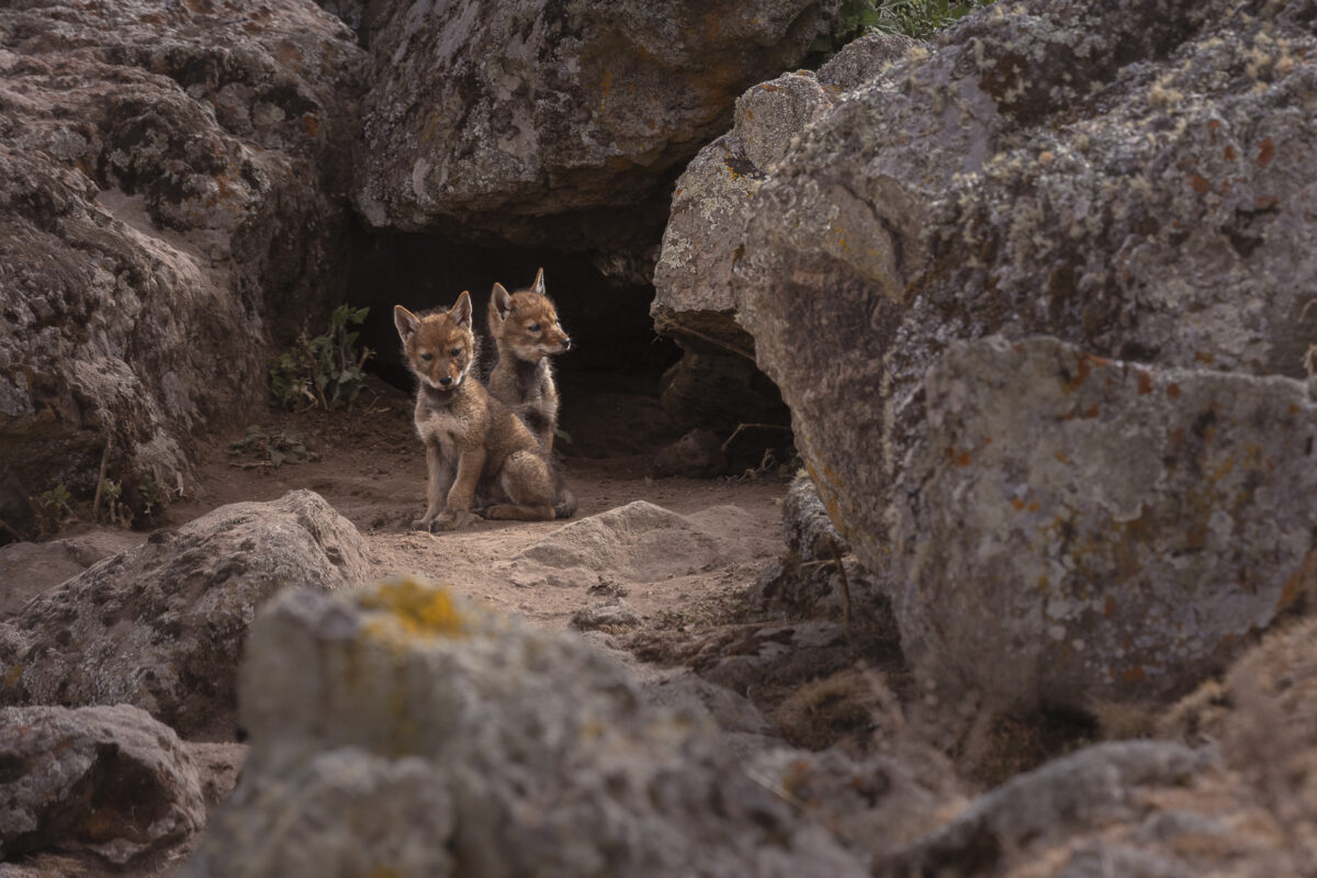 Deux jeunes loups tout prêt de leur tanière - Ils attendent patiemment le retour d'un adulte.