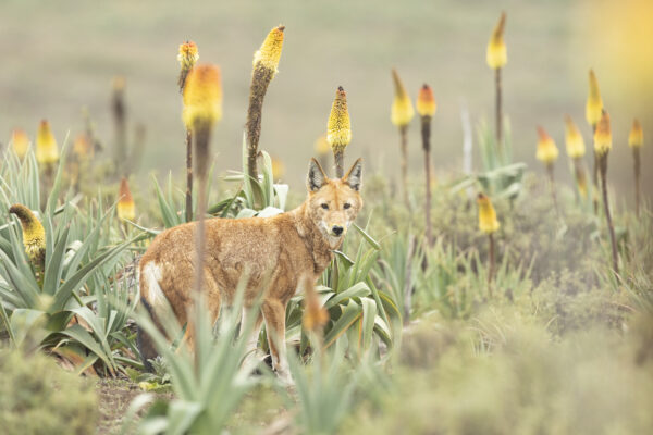 Right for pictures Wolf & flowers