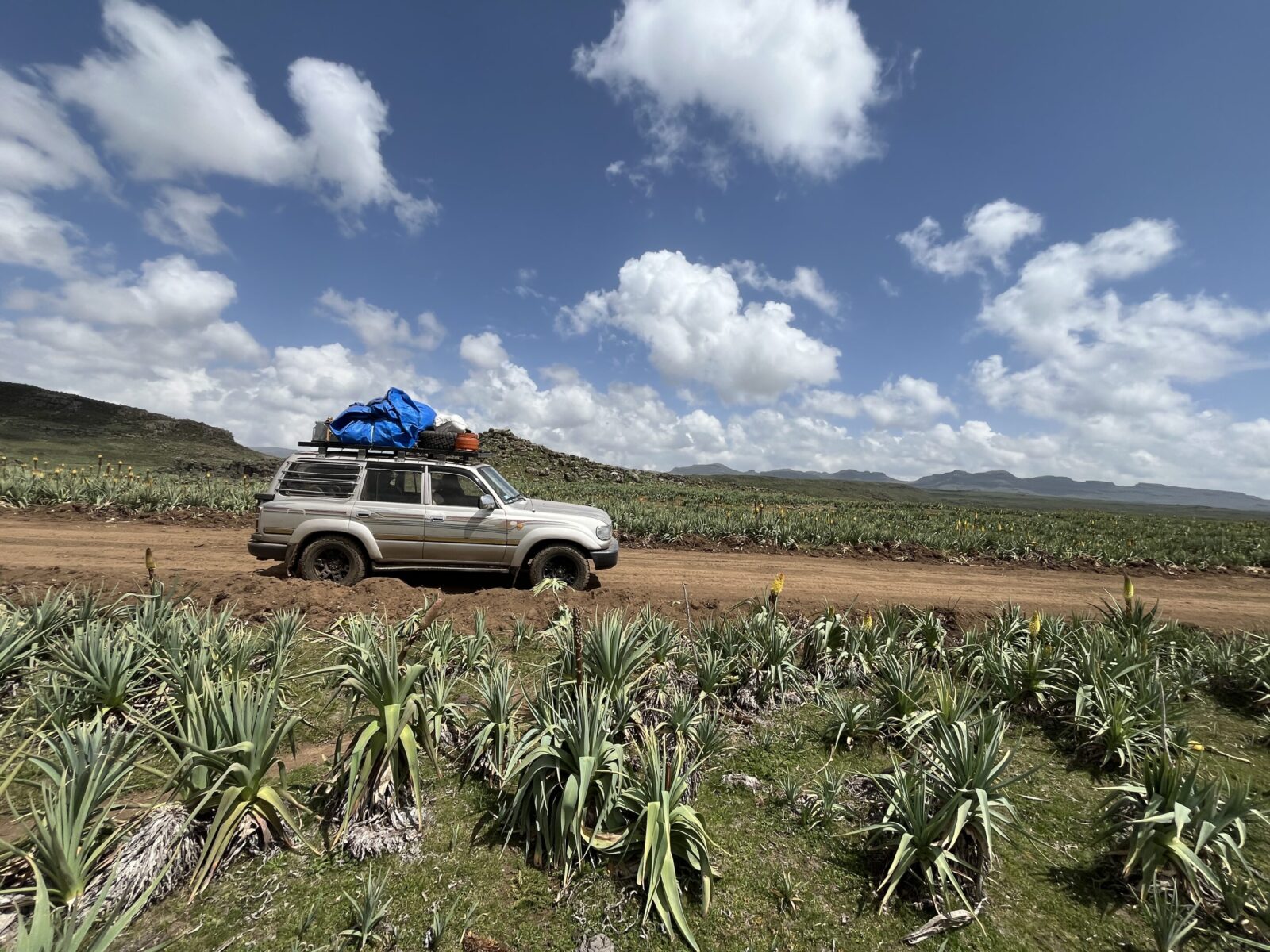 4X4 au milieu d'un champ de kniphofia foliosa.