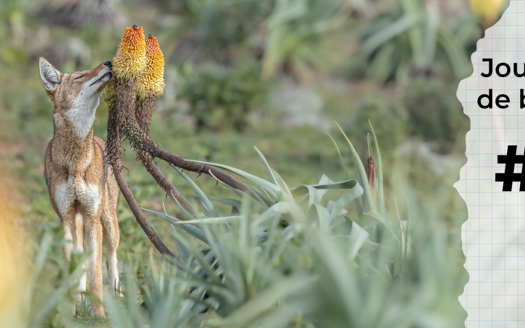 Dans les coulisses du film Le Secret du Loup d’Ethiopie