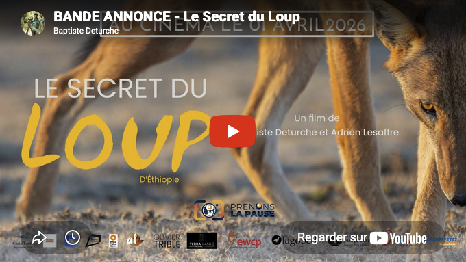 Le secret du loup d'Ethiopie