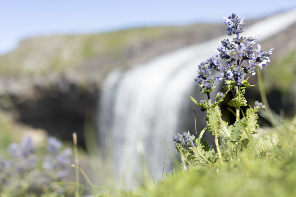 Cascade fincha hareba vallée de Web, Éthiopie - BMNP