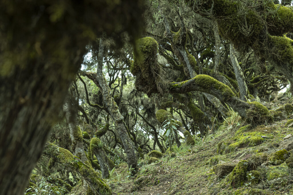 Vue sur la forêt d'Erica arbustive, forêt d'Harenna, au cœur du parc national des monts Balé